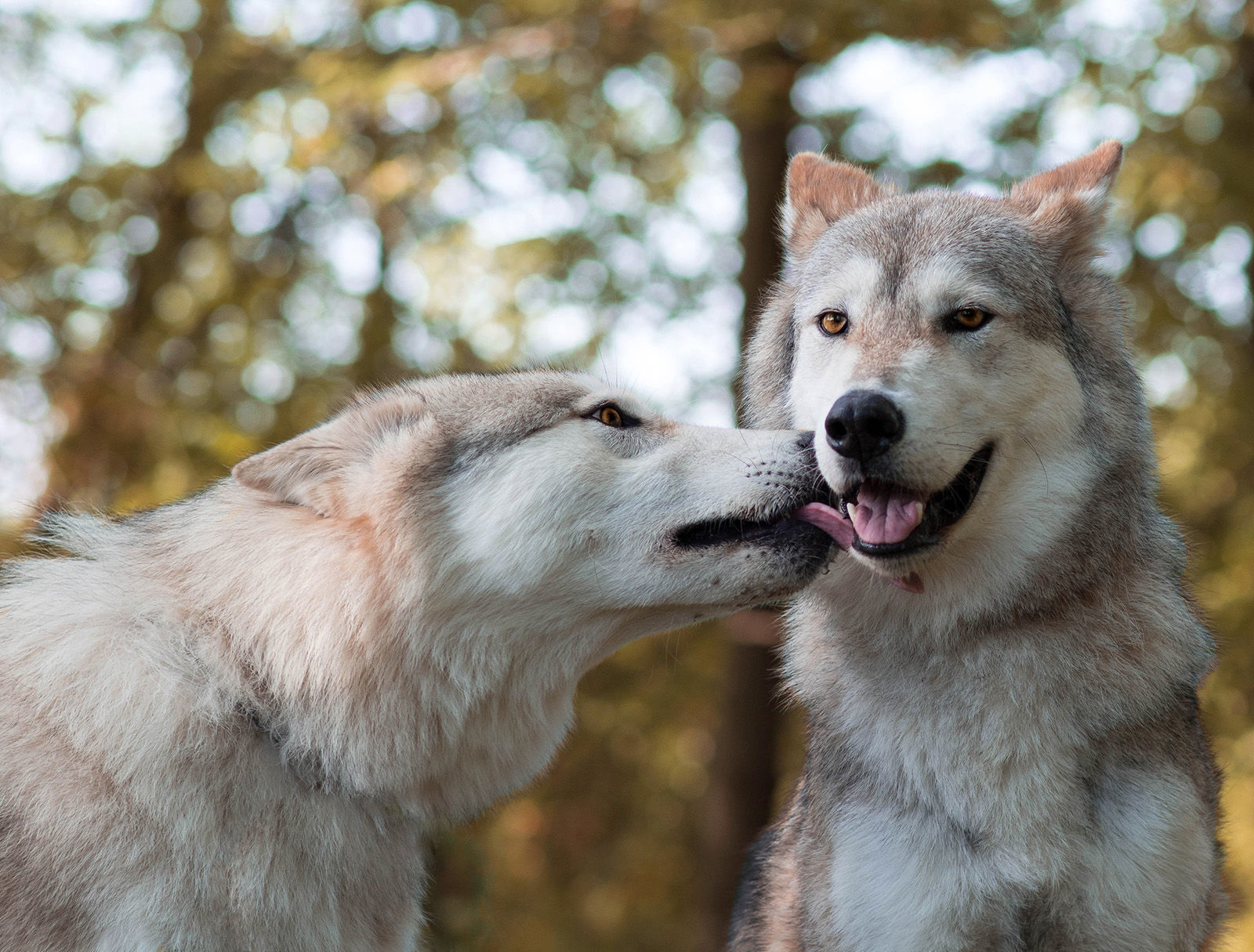 Wolves